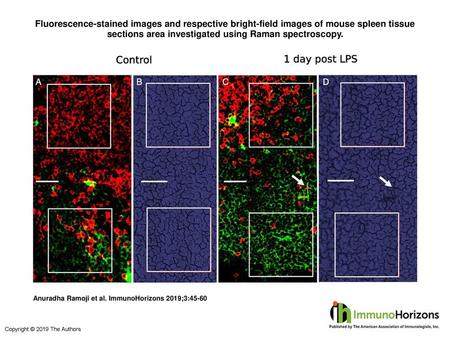 Fluorescence-stained images and respective bright-field images of mouse spleen tissue sections area investigated using Raman spectroscopy. Fluorescence-stained.