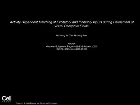 Activity-Dependent Matching of Excitatory and Inhibitory Inputs during Refinement of Visual Receptive Fields  Huizhong W. Tao, Mu-ming Poo  Neuron  Volume.