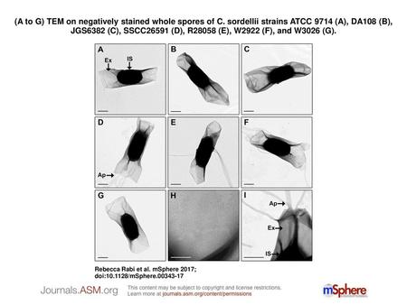 (A to G) TEM on negatively stained whole spores of C