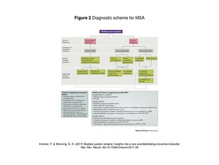 Figure 2 Diagnostic scheme for MSA