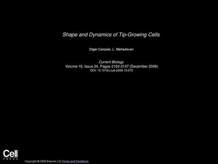 Shape and Dynamics of Tip-Growing Cells