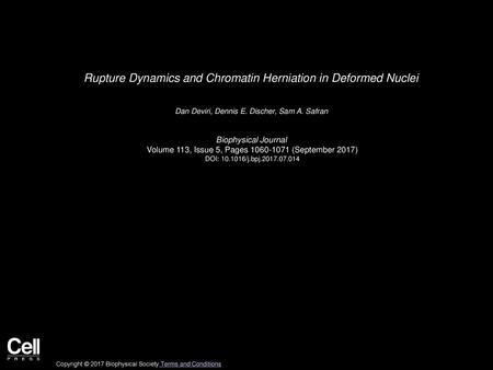 Rupture Dynamics and Chromatin Herniation in Deformed Nuclei