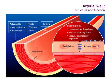 Arterial wall: structure and function