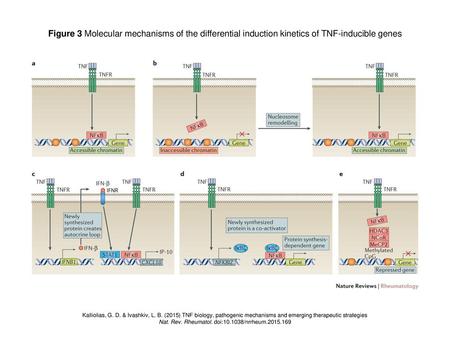 Nat. Rev. Rheumatol. doi: /nrrheum