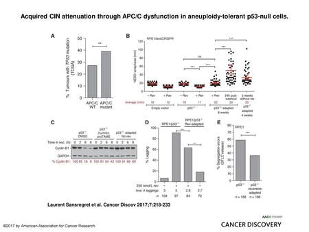 Acquired CIN attenuation through APC/C dysfunction in aneuploidy-tolerant p53-null cells. Acquired CIN attenuation through APC/C dysfunction in aneuploidy-tolerant.