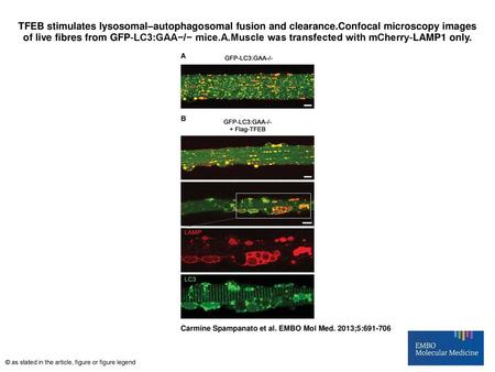 TFEB stimulates lysosomal–autophagosomal fusion and clearance