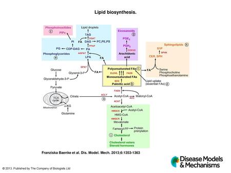 Lipid biosynthesis. Lipid biosynthesis. Schematic overview of the pathways involved in the synthesis of fatty acids (FAs), cholesterol, phosphoglycerides,