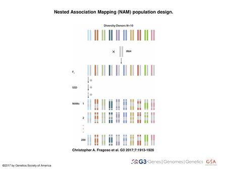 Nested Association Mapping (NAM) population design.