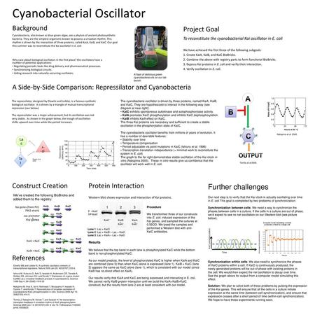 Cyanobacterial Oscillator