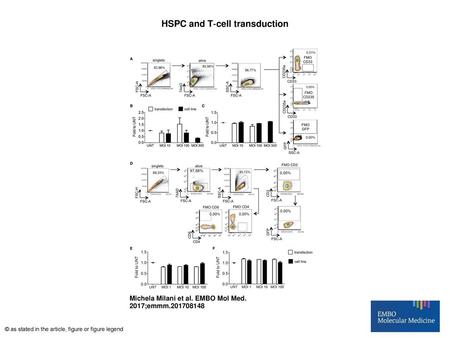 HSPC and T‐cell transduction