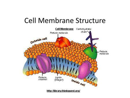 Cell Membrane Structure