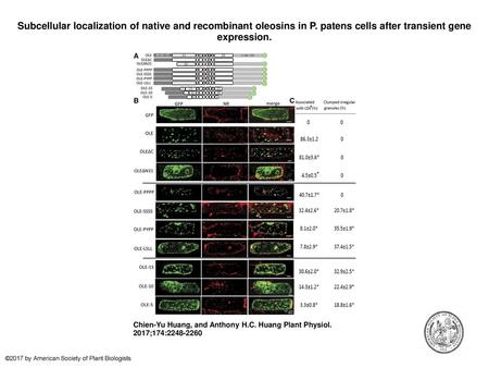 Subcellular localization of native and recombinant oleosins in P