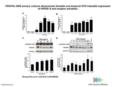 PDGFRα GBM primary cultures demonstrate titratable and temporal DOX-inducible expression of hPDGF-A and receptor activation. PDGFRα GBM primary cultures.