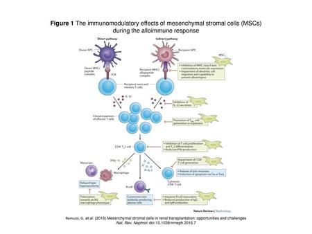 during the alloimmune response