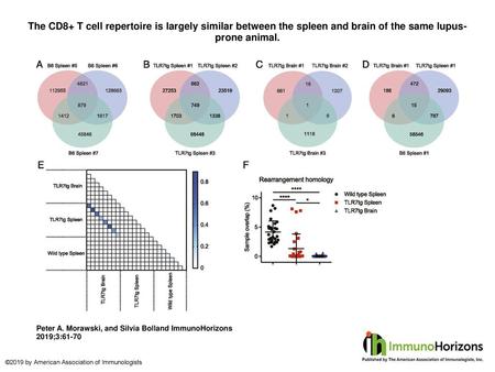 The CD8+ T cell repertoire is largely similar between the spleen and brain of the same lupus-prone animal. The CD8+ T cell repertoire is largely similar.