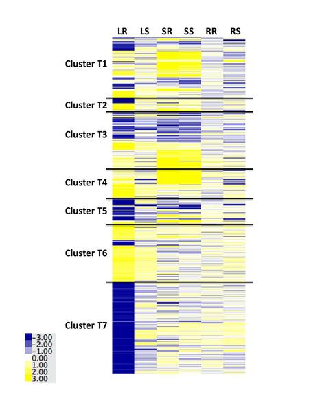 LR LS SR SS RR RS Cluster T7 Cluster T6 Cluster T4 Cluster T1
