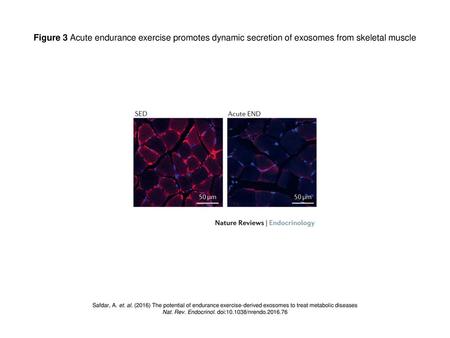 Nat. Rev. Endocrinol. doi: /nrendo