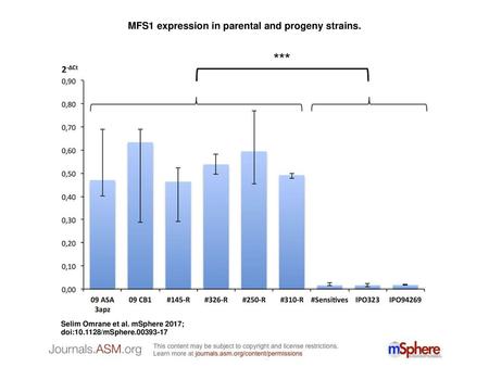 MFS1 expression in parental and progeny strains.