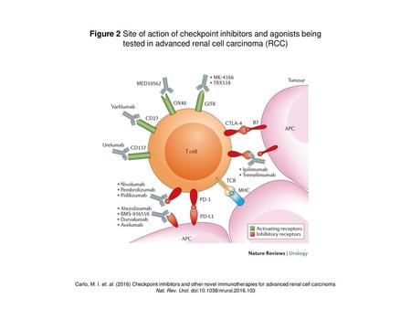 Figure 2 Site of action of checkpoint inhibitors and agonists being