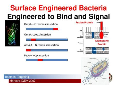 Surface Engineered Bacteria Engineered to Bind and Signal