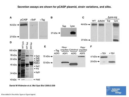 Secretion assays are shown for pCASP plasmid, strain variations, and silks. Secretion assays are shown for pCASP plasmid, strain variations, and silks.