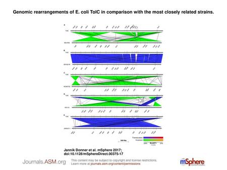 Genomic rearrangements of E