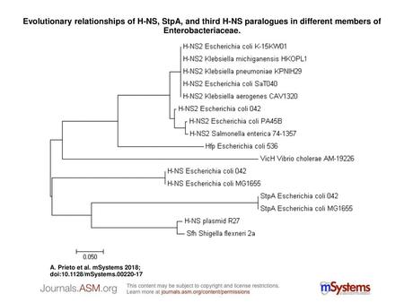 Evolutionary relationships of H-NS, StpA, and third H-NS paralogues in different members of Enterobacteriaceae. Evolutionary relationships of H-NS, StpA,