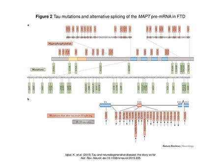 Nat. Rev. Neurol. doi: /nrneurol