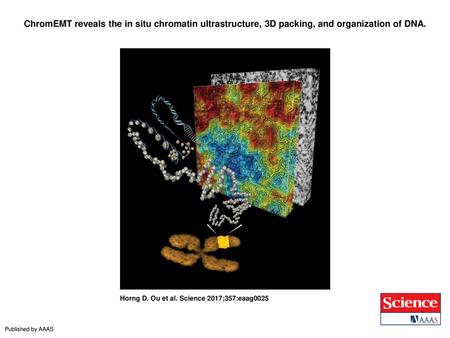 ChromEMT reveals the in situ chromatin ultrastructure, 3D packing, and organization of DNA. ChromEMT reveals the in situ chromatin ultrastructure, 3D packing,