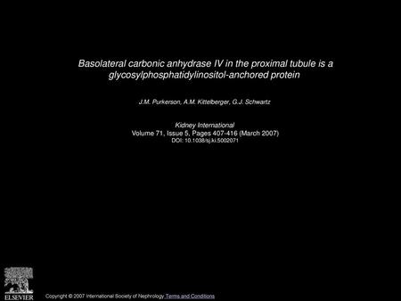 Basolateral carbonic anhydrase IV in the proximal tubule is a glycosylphosphatidylinositol-anchored protein  J.M. Purkerson, A.M. Kittelberger, G.J. Schwartz 