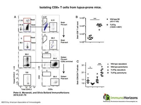 Isolating CD8+ T cells from lupus-prone mice.