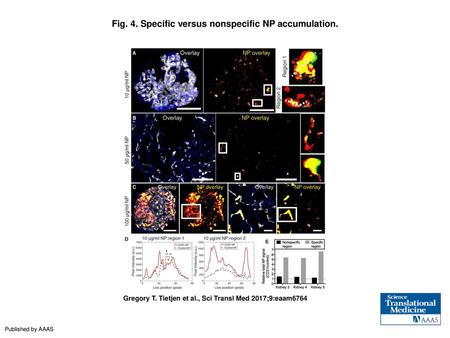 Fig. 4. Specific versus nonspecific NP accumulation.