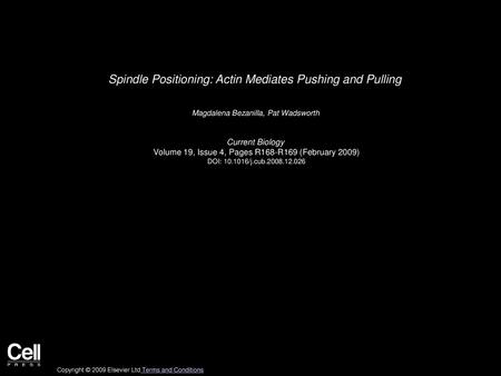 Spindle Positioning: Actin Mediates Pushing and Pulling