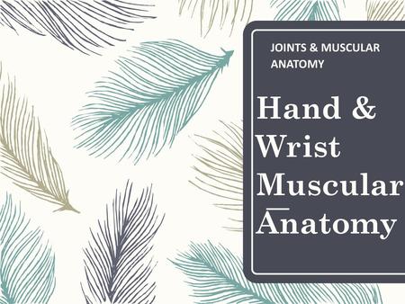 Hand & Wrist Muscular Anatomy