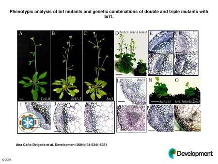 Phenotypic analysis of brl mutants and genetic combinations of double and triple mutants with bri1. Phenotypic analysis of brl mutants and genetic combinations.