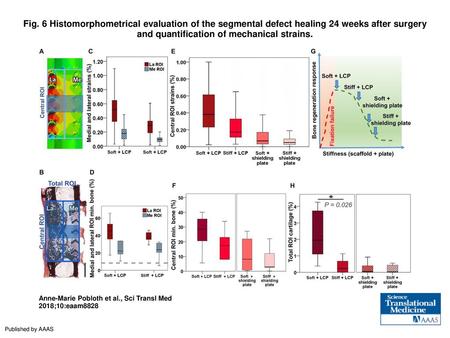 Fig. 6 Histomorphometrical evaluation of the segmental defect healing 24 weeks after surgery and quantification of mechanical strains. Histomorphometrical.