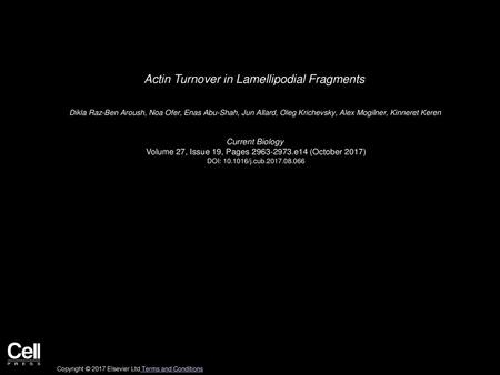 Actin Turnover in Lamellipodial Fragments