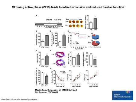 MI during active phase (ZT13) leads to infarct expansion and reduced cardiac function MI during active phase (ZT13) leads to infarct expansion and reduced.