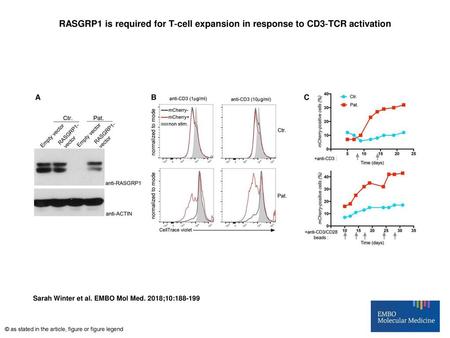 RASGRP1 is required for T‐cell expansion in response to CD3‐TCR activation RASGRP1 is required for T‐cell expansion in response to CD3‐TCR activation Rescue.