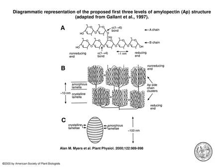 Diagrammatic representation of the proposed first three levels of amylopectin (Ap) structure (adapted from Gallant et al., 1997). Diagrammatic representation.