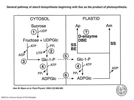 General pathway of starch biosynthesis beginning with Suc as the product of photosynthesis. General pathway of starch biosynthesis beginning with Suc as.