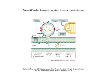 Figure 6 Possible therapeutic targets to decrease hepatic steatosis