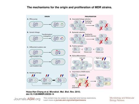 The mechanisms for the origin and proliferation of MDR strains.