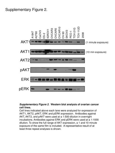 Supplementary Figure 2. AKT1 AKT1 AKT2 pAKT ERK pERK A1847 A2780 CaOV3