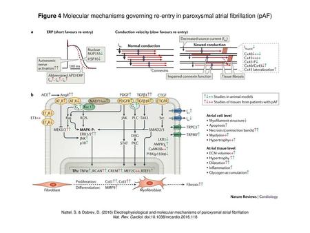 Nat. Rev. Cardiol. doi: /nrcardio