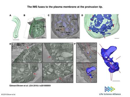 The IMS fuses to the plasma membrane at the protrusion tip.