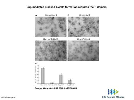 Lnp-mediated stacked bicelle formation requires the P domain.