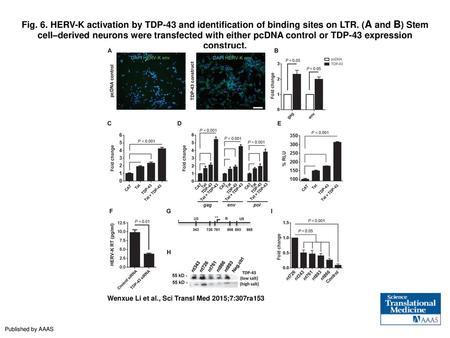 Fig. 6. HERV-K activation by TDP-43 and identification of binding sites on LTR. (A and B) Stem cell–derived neurons were transfected with either pcDNA.