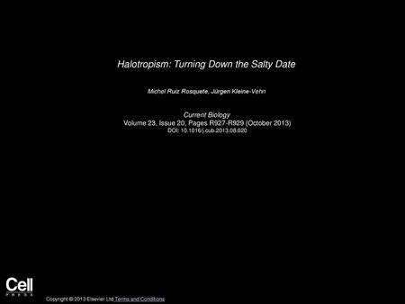 Halotropism: Turning Down the Salty Date