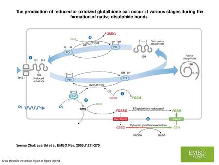 The production of reduced or oxidized glutathione can occur at various stages during the formation of native disulphide bonds. The production of reduced.